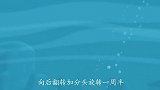 海底小纵队：呱唧开虎鲨艇要挑衅沙丁鱼了