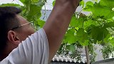 闲不住的老公也有调皮的时候，没想到后果会如此严重，不听老人言山东生活日记 田园生活 葫芦萌宠