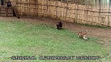 男子挑衅受伤野猪，不断用棍子去戳，下一秒野猪发了狂！