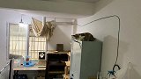 卑微老父亲在线求猫咪！请问最后是哪只猫咪心最软呢？