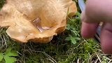 蘑菇一捏就喷烟，这是什么魔法蘑菇
