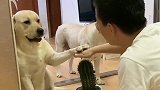 拉布拉多老四眼看着主人下套，为了狗妈妈，老四果断出手了