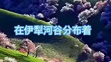 探寻新疆春天的秘境，就从伊犁野杏花开始