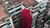 广州一棵杜鹃花盛开爬满九层楼  犹如“粉红瀑布”飞流直下
