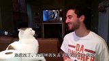 猫主子不能惹因为长大了一样会记仇