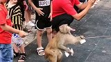 猴子会感恩。