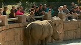 犀牛背上遭刻自己名字 动物园游客行为引起众怒