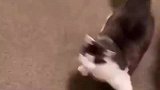猫咪慌张让主人跟随，凑近看是饭盆空了