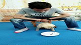 听数字吃东西，铲屎官想要耍赖，八哥犬直接暴力解决