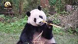 胖乎乎的熊猫宝宝圆仔不挑不拣，凭手感拿竹子，可爱指数100分
