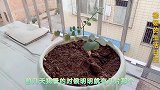 杨杨废物利用，为小草制作魔力保护罩，再也不担心被老鼠祸害了