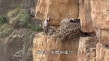 动物学家为了研究金雕，趁金雕外出父母不在，将小金雕打包带走！