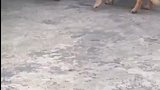 小狗被妈妈拿来当诱饵，引车底的猫出来