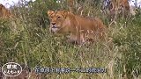 狮子捕猎斑马，不料却被反咬一口，狮子的肠子都悔青了！