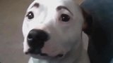 这只白狗狗的眉毛是怎么回事，看起来真的好搞笑啊！