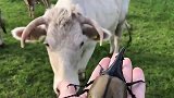 当牛见到“大甲虫”，反应太逗了，镜头拍下搞笑一幕