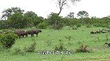 狮子捕捉野牛，谁料野牛突然发飙，下一秒狮子实在太惨了！