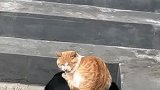 问君能有几多愁，恰似大橘压狗头