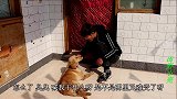 金毛抗击细小病毒第三天，肚子饿的不行了，小伙带它去买葡萄糖喝