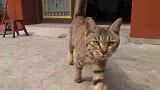 乡村两只猫王对比捉老鼠，看到最后简直不相信自己的眼睛，太牛了