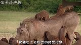 疣猪见到猫鼬就趴在地上，这是怎么回事？网友：真会享受！