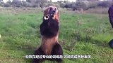 “活熊”变“火熊”，黑熊爬上高压线，结果瞬间爆炸！