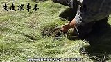一池绿水里有什么东西？老外认真打捞，网友：它们是怎么活下来的