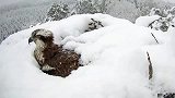 这么大的雪老鹰还在孵蛋，看着真心疼，母爱真是伟大