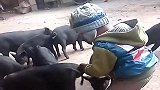 熊孩子在家憋疯了，竟然和猪一起玩，真让人无语了！