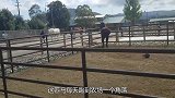 这只马每天跑到农场一个角落