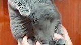猫：放开我，再摇我急眼了哈！