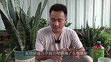 养花10年的师傅传授的养虎皮兰经验，终生受益！