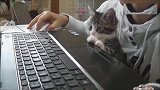 小奶猫真是一只粘人的小妖精，比女朋友还会招人疼