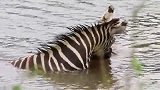 斑马被鳄鱼咬住后腿，面对鳄鱼的不断支援，斑马殊死抵抗