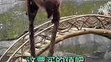 熊猫，咋样这票买的值吧
