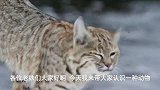 我们来看看：猞猁的狩猎技能，猞猁用高超的技术捕获食物！