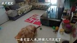 家里来了客人，热情的金毛胖墩儿兴奋起来没个头了，真受不了它