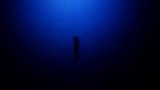 旅游-新西兰潜水高手潜101米旅游创“最深自由潜水”世界纪录