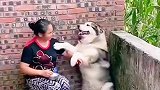 来自奶奶满满的爱，狗子被奶奶硬核投喂