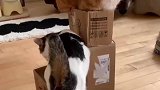 猫咪对狭小的纸壳箱这么爱么
