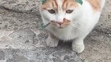 猫：铲屎的把我帽子拿下来，我才不戴绿帽子！