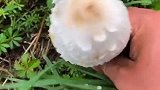 晚上准备小鸡炖蘑菇