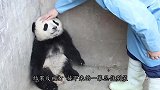 熊猫当着游客的面互扇耳光，真是让人大开眼界，毫不示弱！