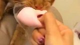 这猫连化妆蛋都不放过！