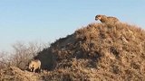 野猪做梦都没想到,一觉醒来豹子守在家门口,这下精彩开始了