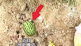 父亲坟前意外长出两颗西瓜