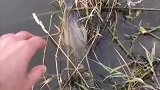 这鱼是睡着了吗，怎么被抓都没反应