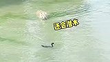 到嘴的鸭子飞了还会游泳