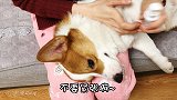 狗狗的耳朵到底有多脏？柯基Duby妈妈教你如何清理预防耳螨