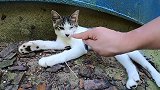 大批猫咪藏在阴凉处非法聚会